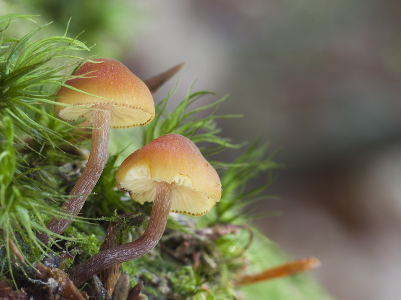 Gymnopilus picreus